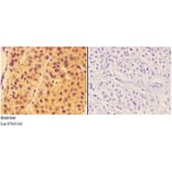 Anti-ALDH1A1 Antibody from Bioworld Technology (BS60846) - Antibodies.com