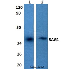Anti-BAG1 Antibody from Bioworld Technology (BS60848) - Antibodies.com