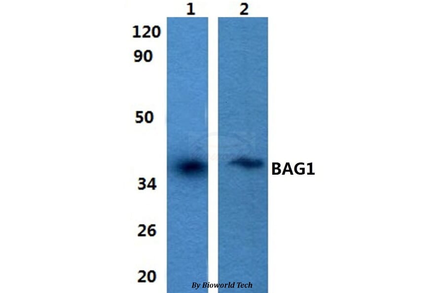Anti-BAG1 Antibody from Bioworld Technology (BS60848) - Antibodies.com