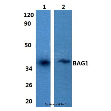 Anti-BAG1 Antibody from Bioworld Technology (BS60848) - Antibodies.com