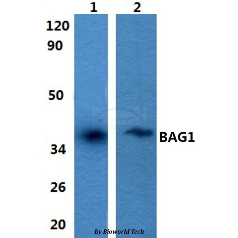 Anti-BAG1 Antibody from Bioworld Technology (BS60848) - Antibodies.com