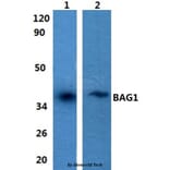 Anti-BAG1 Antibody from Bioworld Technology (BS60848) - Antibodies.com