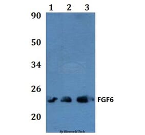 Anti-FGF6 Antibody from Bioworld Technology (BS60850) - Antibodies.com