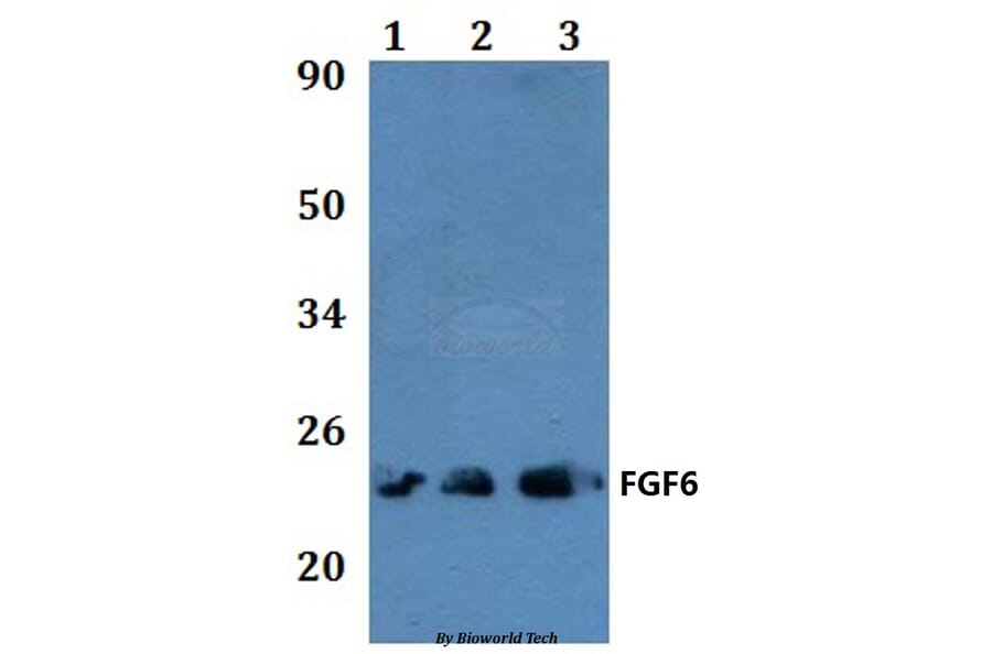 Anti-FGF6 Antibody from Bioworld Technology (BS60850) - Antibodies.com