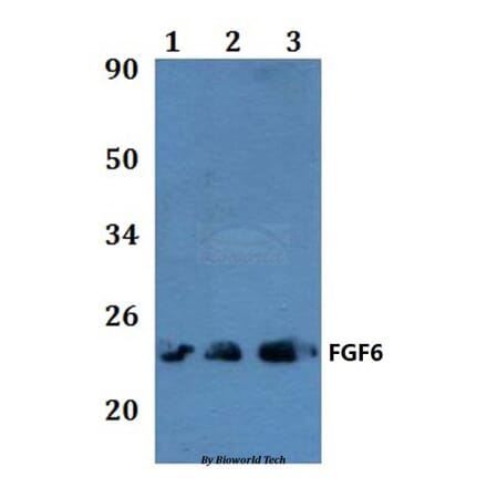 Anti-FGF6 Antibody from Bioworld Technology (BS60850) - Antibodies.com
