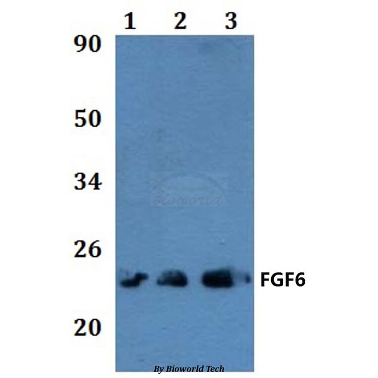 Anti-FGF6 Antibody from Bioworld Technology (BS60850) - Antibodies.com