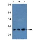 Anti-FGF6 Antibody from Bioworld Technology (BS60850) - Antibodies.com