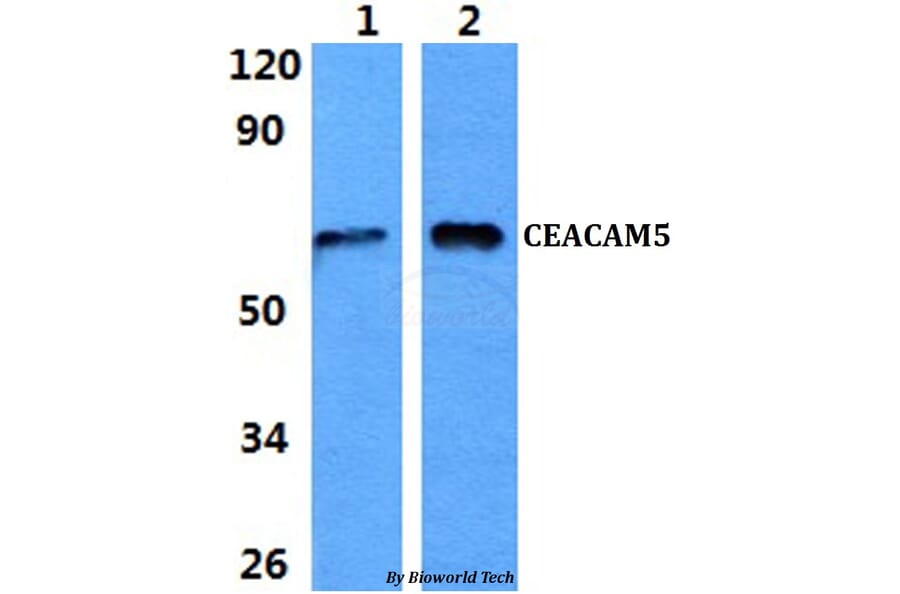 Anti-CEACAM5 Antibody from Bioworld Technology (BS60853) - Antibodies.com