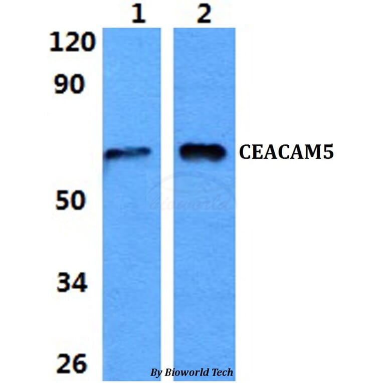 Anti-CEACAM5 Antibody from Bioworld Technology (BS60853) - Antibodies.com