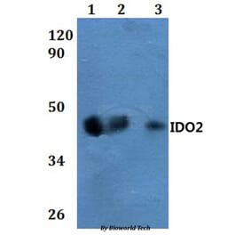 Anti-IDO2 Antibody from Bioworld Technology (BS60857) - Antibodies.com