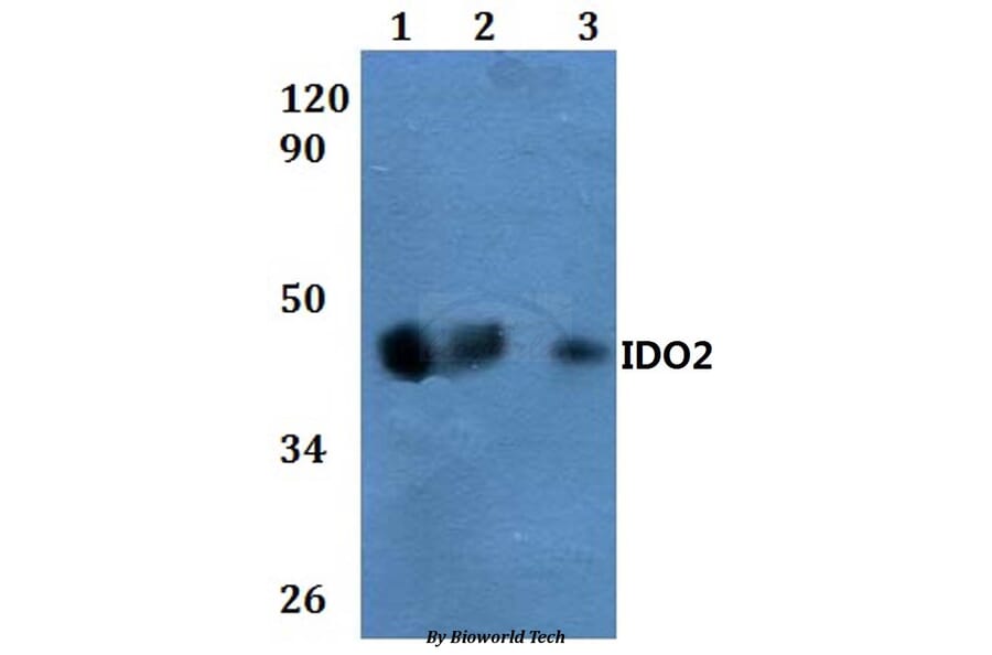 Anti-IDO2 Antibody from Bioworld Technology (BS60857) - Antibodies.com