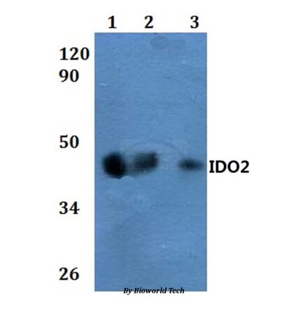 Anti-IDO2 Antibody from Bioworld Technology (BS60857) - Antibodies.com
