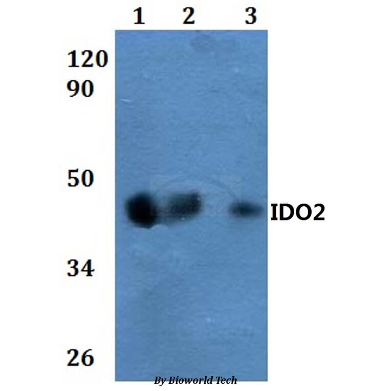 Anti-IDO2 Antibody from Bioworld Technology (BS60857) - Antibodies.com
