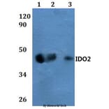 Anti-IDO2 Antibody from Bioworld Technology (BS60857) - Antibodies.com