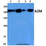 Anti-A2M Antibody from Bioworld Technology (BS60859) - Antibodies.com