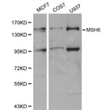 Anti-MSH6 Antibody from Bioworld Technology (BS6086) - Antibodies.com