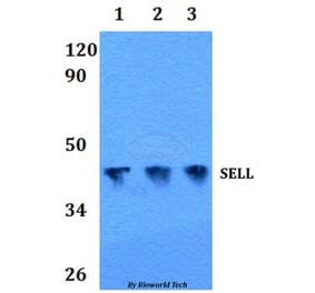 Anti-SELL Antibody from Bioworld Technology (BS60860) - Antibodies.com
