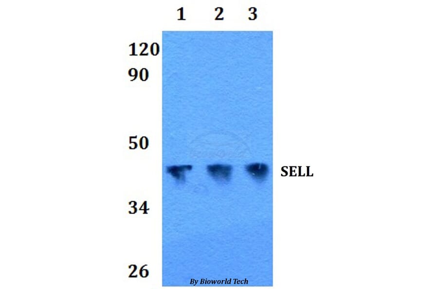Anti-SELL Antibody from Bioworld Technology (BS60860) - Antibodies.com
