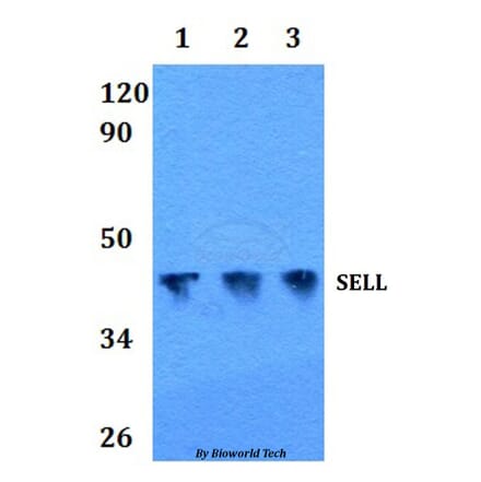 Anti-SELL Antibody from Bioworld Technology (BS60860) - Antibodies.com