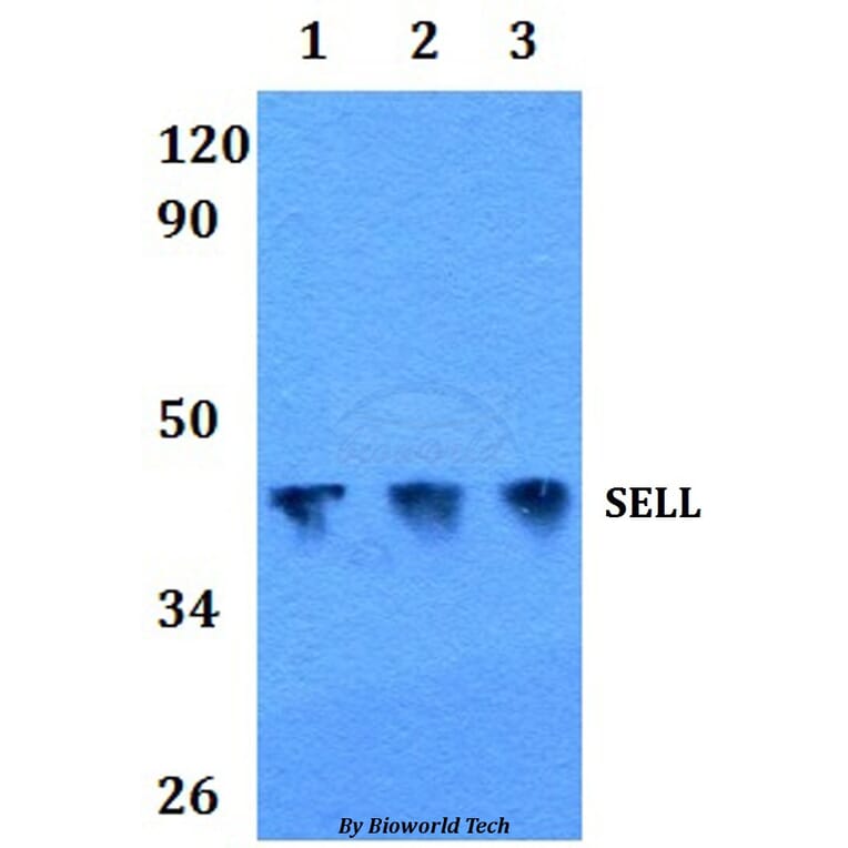 Anti-SELL Antibody from Bioworld Technology (BS60860) - Antibodies.com