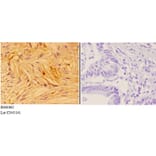 Anti-ANXA7 Antibody from Bioworld Technology (BS60862) - Antibodies.com