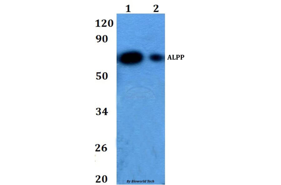 Anti-ALPP Antibody from Bioworld Technology (BS60863) - Antibodies.com