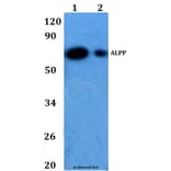 Anti-ALPP Antibody from Bioworld Technology (BS60863) - Antibodies.com