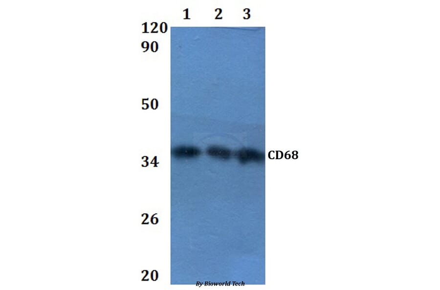 Anti-CD68 Antibody from Bioworld Technology (BS60864) - Antibodies.com