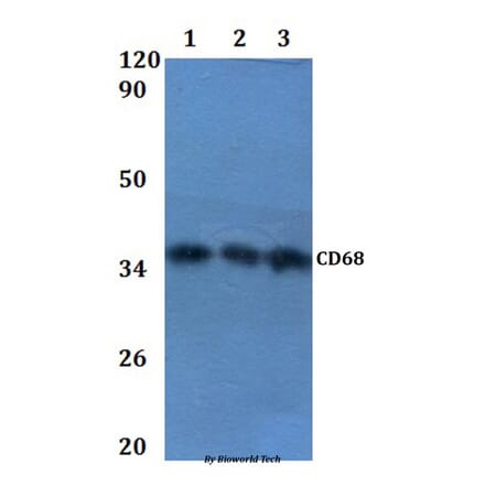 Anti-CD68 Antibody from Bioworld Technology (BS60864) - Antibodies.com