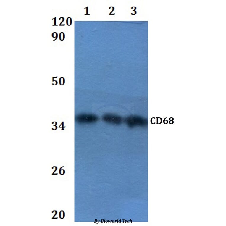 Anti-CD68 Antibody from Bioworld Technology (BS60864) - Antibodies.com