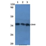 Anti-CD68 Antibody from Bioworld Technology (BS60864) - Antibodies.com