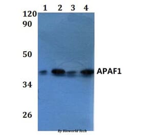 Anti-APAF1 Antibody from Bioworld Technology (BS60866) - Antibodies.com