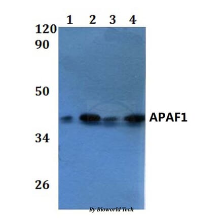 Anti-APAF1 Antibody from Bioworld Technology (BS60866) - Antibodies.com