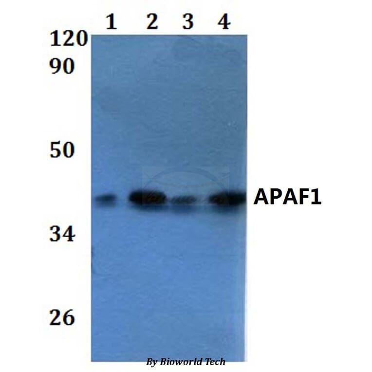 Anti-APAF1 Antibody from Bioworld Technology (BS60866) - Antibodies.com