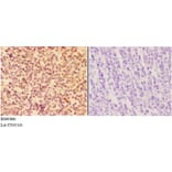 Anti-APAF1 Antibody from Bioworld Technology (BS60866) - Antibodies.com