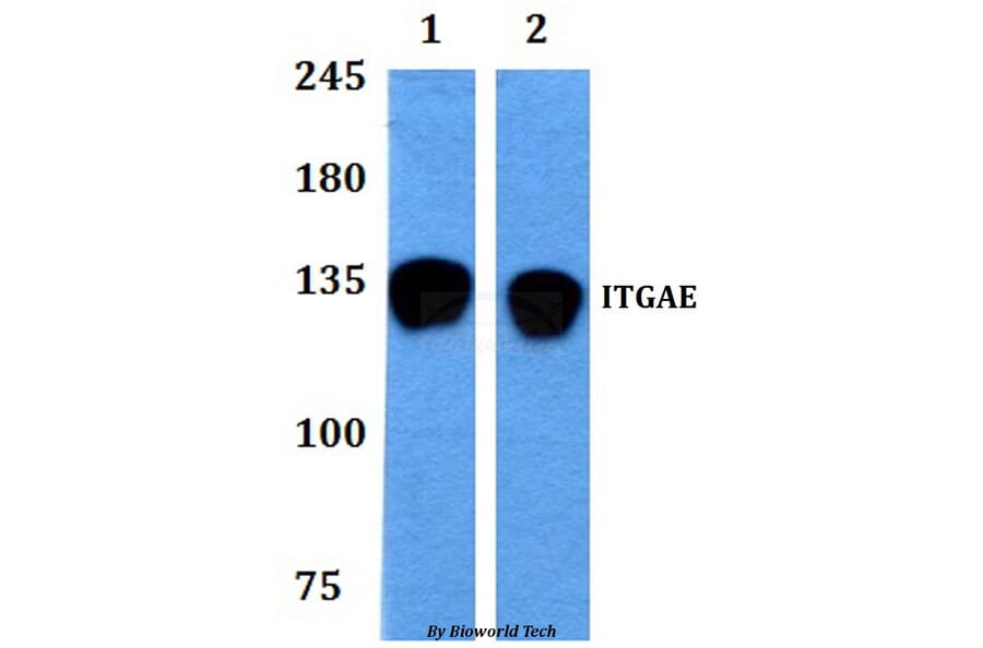 Anti-ITGAE Antibody from Bioworld Technology (BS60871) - Antibodies.com