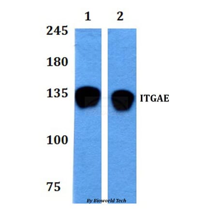 Anti-ITGAE Antibody from Bioworld Technology (BS60871) - Antibodies.com
