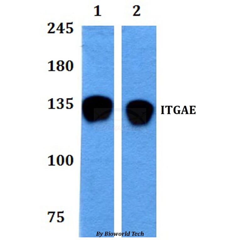 Anti-ITGAE Antibody from Bioworld Technology (BS60871) - Antibodies.com