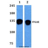 Anti-ITGAE Antibody from Bioworld Technology (BS60871) - Antibodies.com