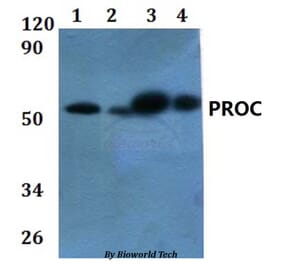 Anti-PROC Antibody from Bioworld Technology (BS60875) - Antibodies.com