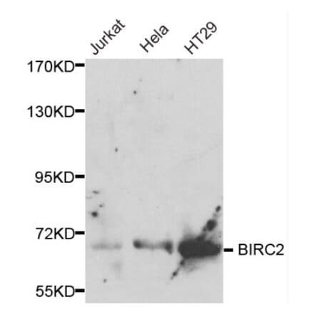 Anti-BIRC2 Antibody from Bioworld Technology (BS6088) - Antibodies.com
