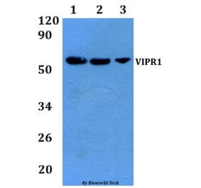 Anti-VIPR1 Antibody from Bioworld Technology (BS60880) - Antibodies.com