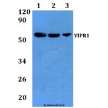Anti-VIPR1 Antibody from Bioworld Technology (BS60880) - Antibodies.com
