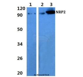 Anti-NRP2 Antibody from Bioworld Technology (BS60883) - Antibodies.com