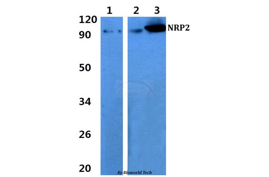 Anti-NRP2 Antibody from Bioworld Technology (BS60883) - Antibodies.com