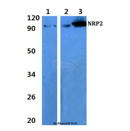 Anti-NRP2 Antibody from Bioworld Technology (BS60883) - Antibodies.com