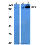 Anti-NRP2 Antibody from Bioworld Technology (BS60883) - Antibodies.com