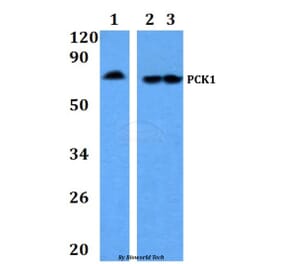 Anti-PCK1 Antibody from Bioworld Technology (BS60887) - Antibodies.com