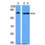 Anti-PCK1 Antibody from Bioworld Technology (BS60887) - Antibodies.com