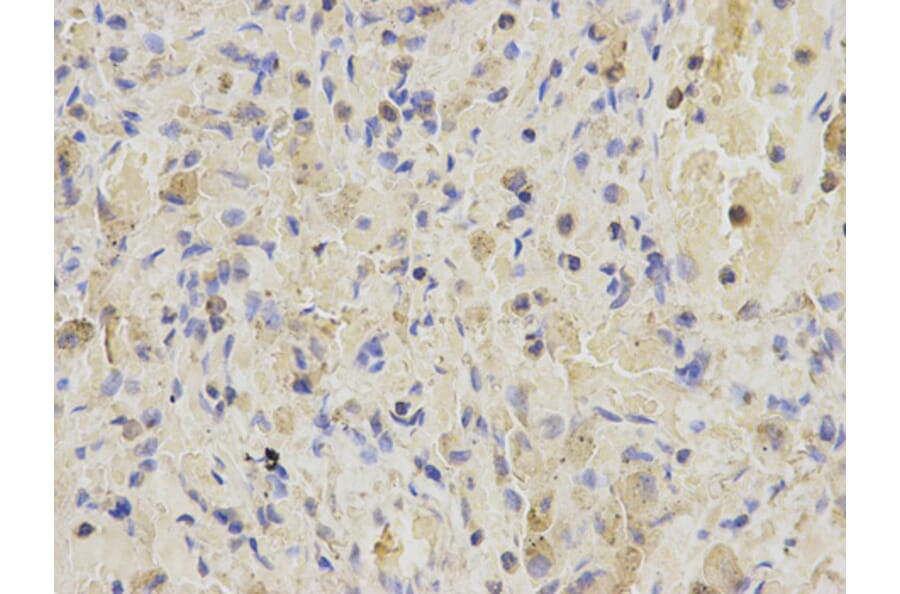 Anti-SNAP25 Antibody from Bioworld Technology (BS6089) - Antibodies.com